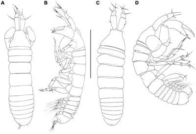 Pseudotanais Sars, 1882 (Crustacea: Tanaidacea) From the SE Australian Slope: A Gap in Our Knowledge